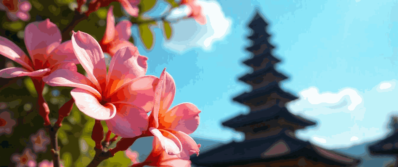  Frangipani Simbol Kesucian yang Menghiasi Setiap Sudut Bali  